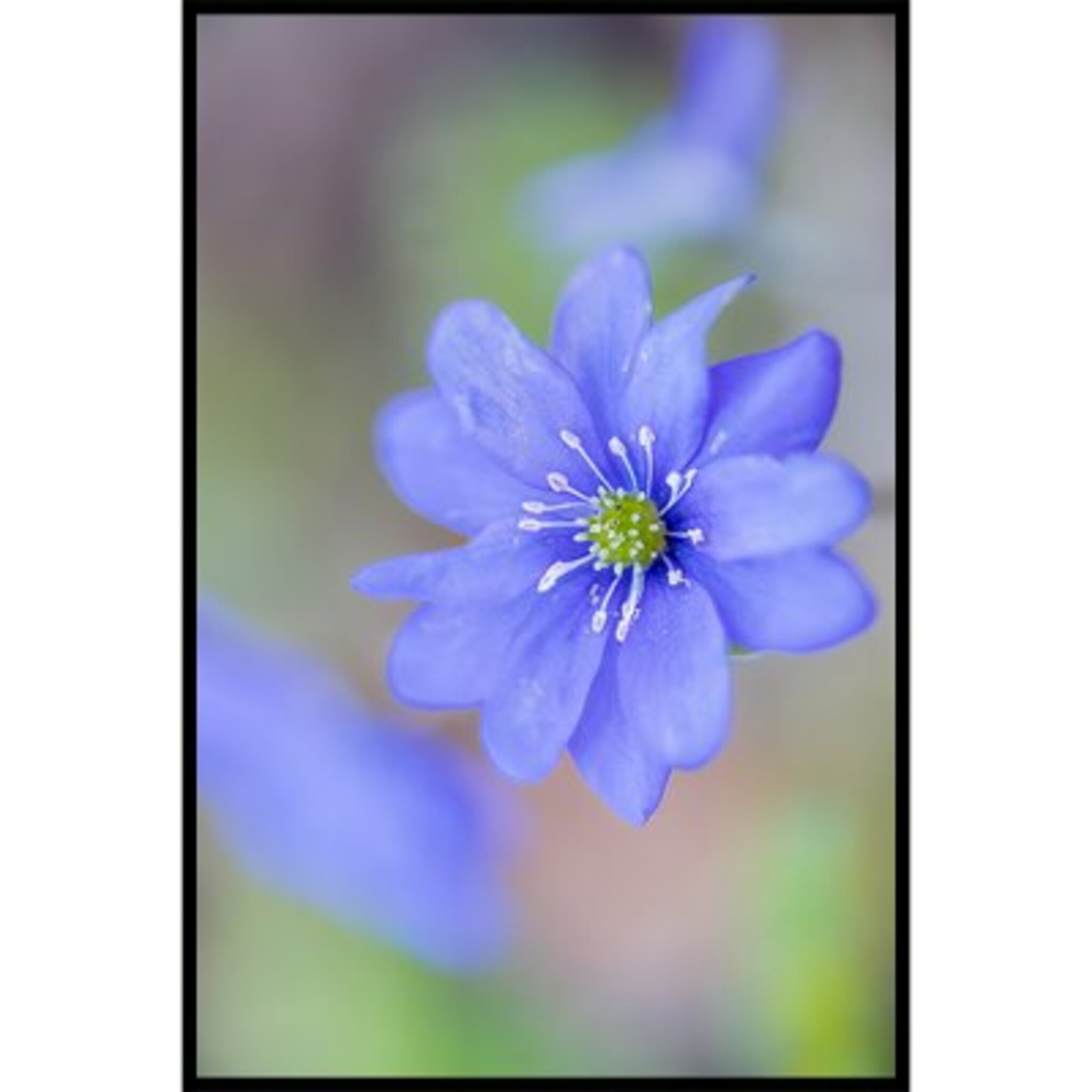 Blue Anemone Poster