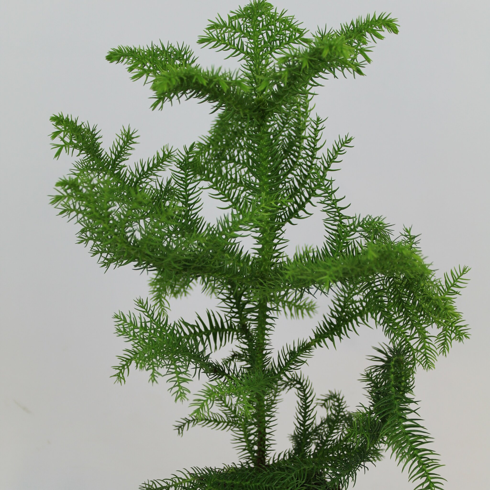 Rumsgran 25 cm