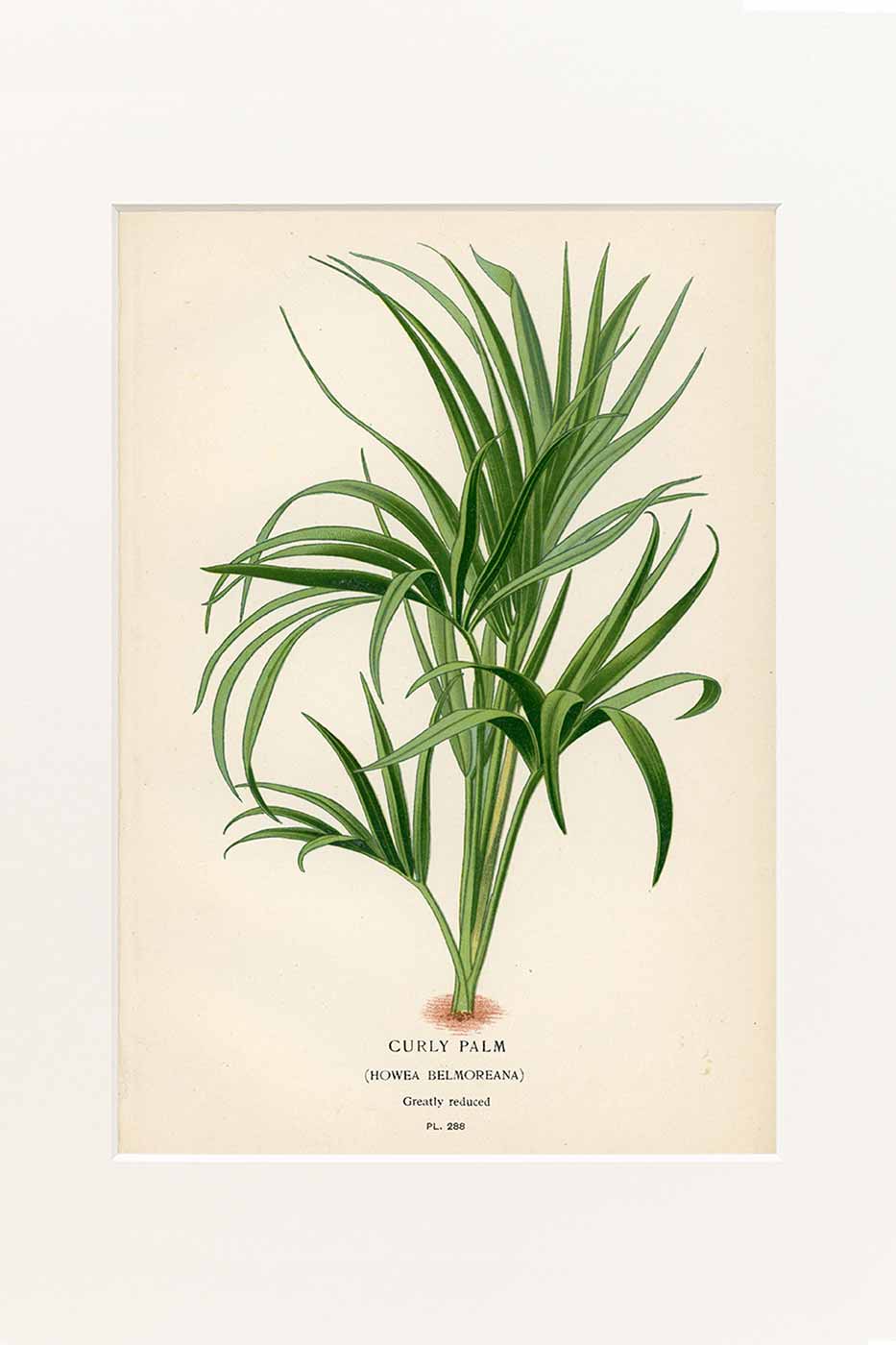 Print Curly Palms 40x50 cm