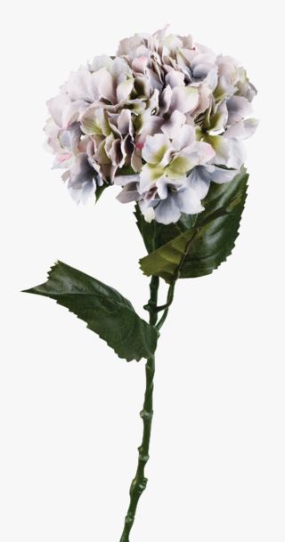 Hortensia blommor dimlila