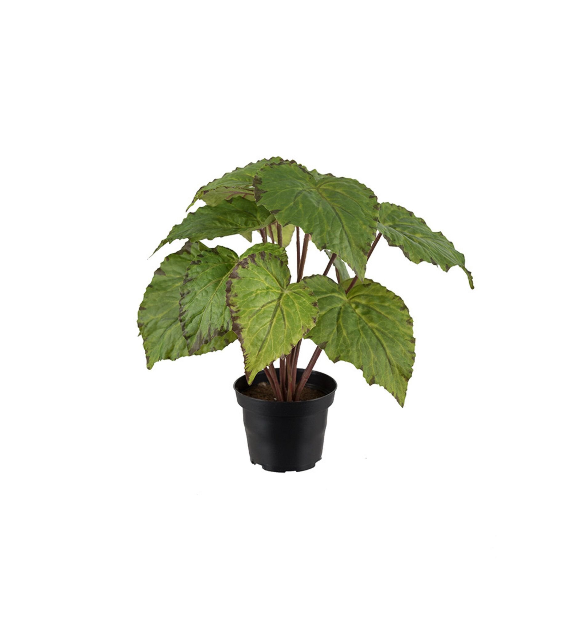 Rexbegonia 30 cm, 30