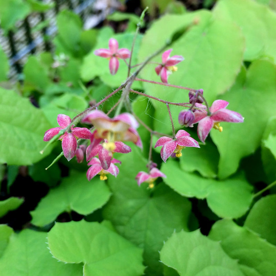 Sockblomma, Epimedium cantabrigiense