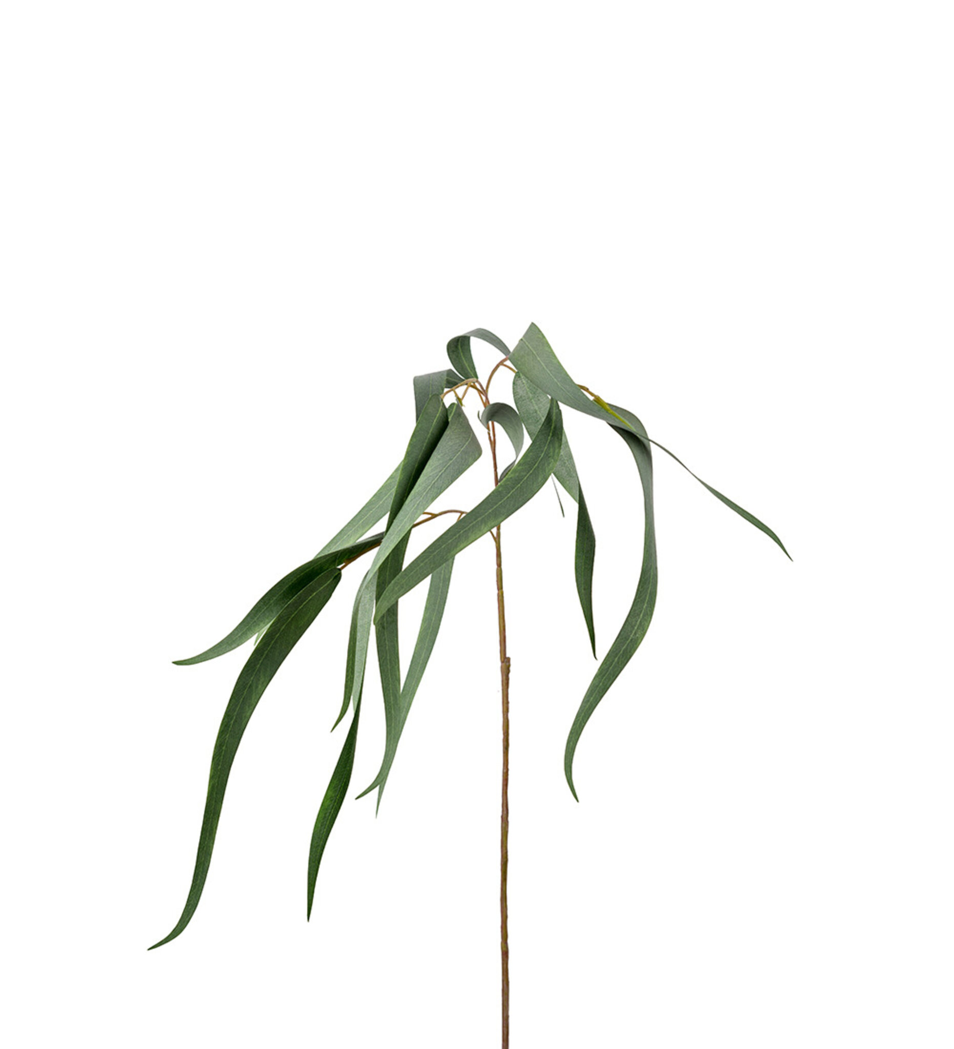Konstväxt Eucalyptus, 70