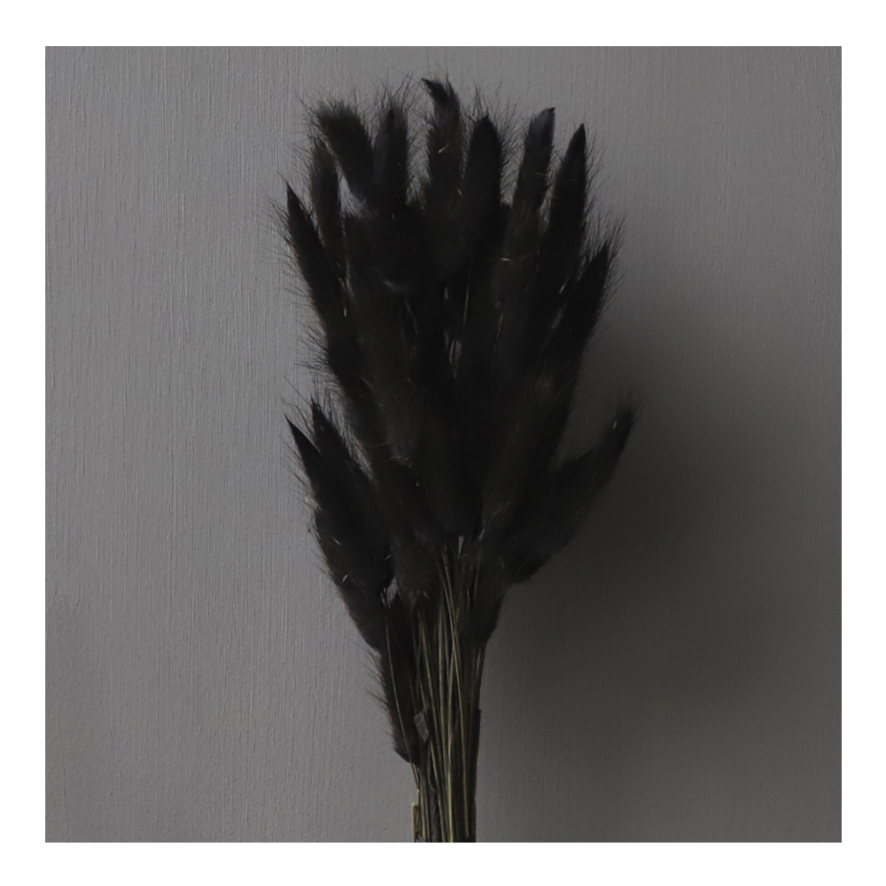 Cooee - Torkad Lagurus Svart