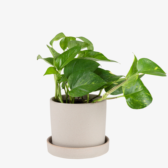 Kruka/Fat Stengods 14cm Beige