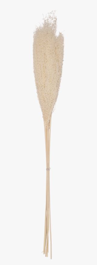 Mini pampas 6 pk halm offwhite