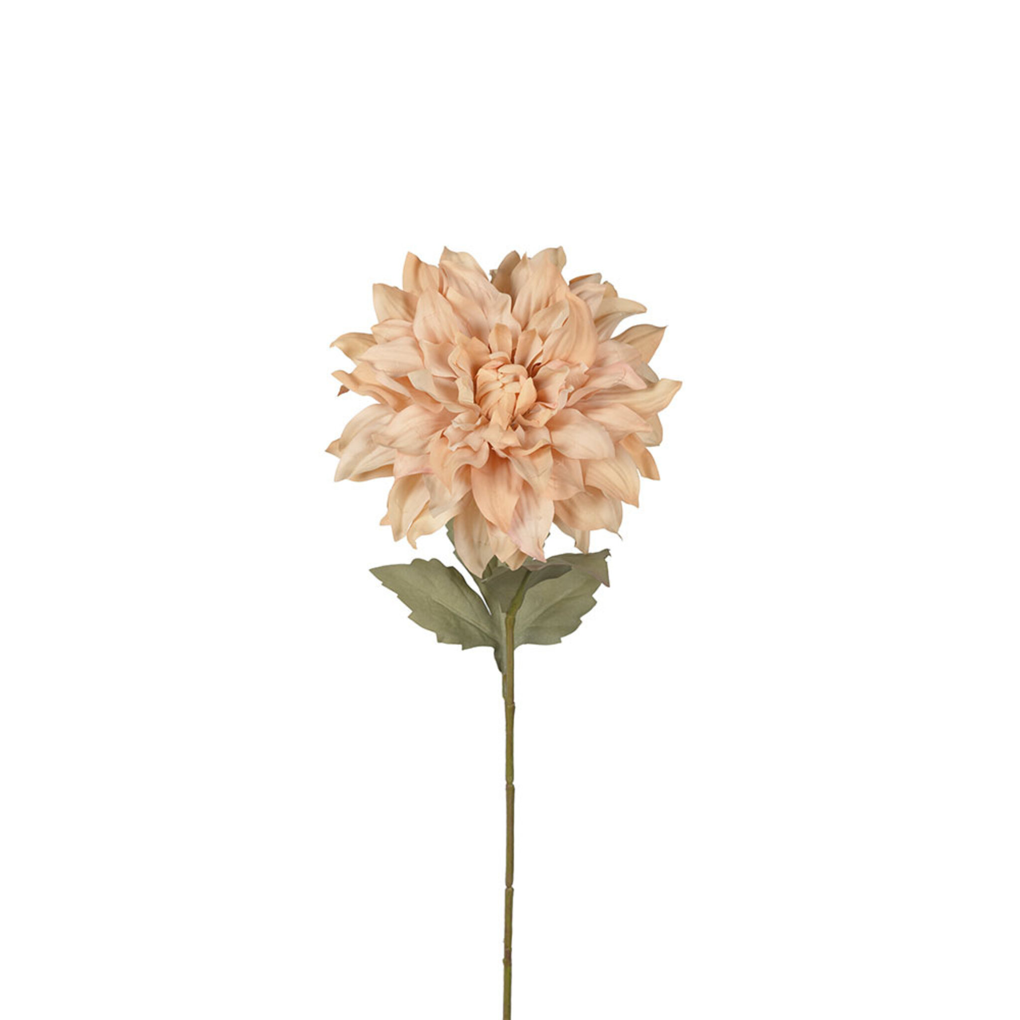 Dahlia, 55 CM