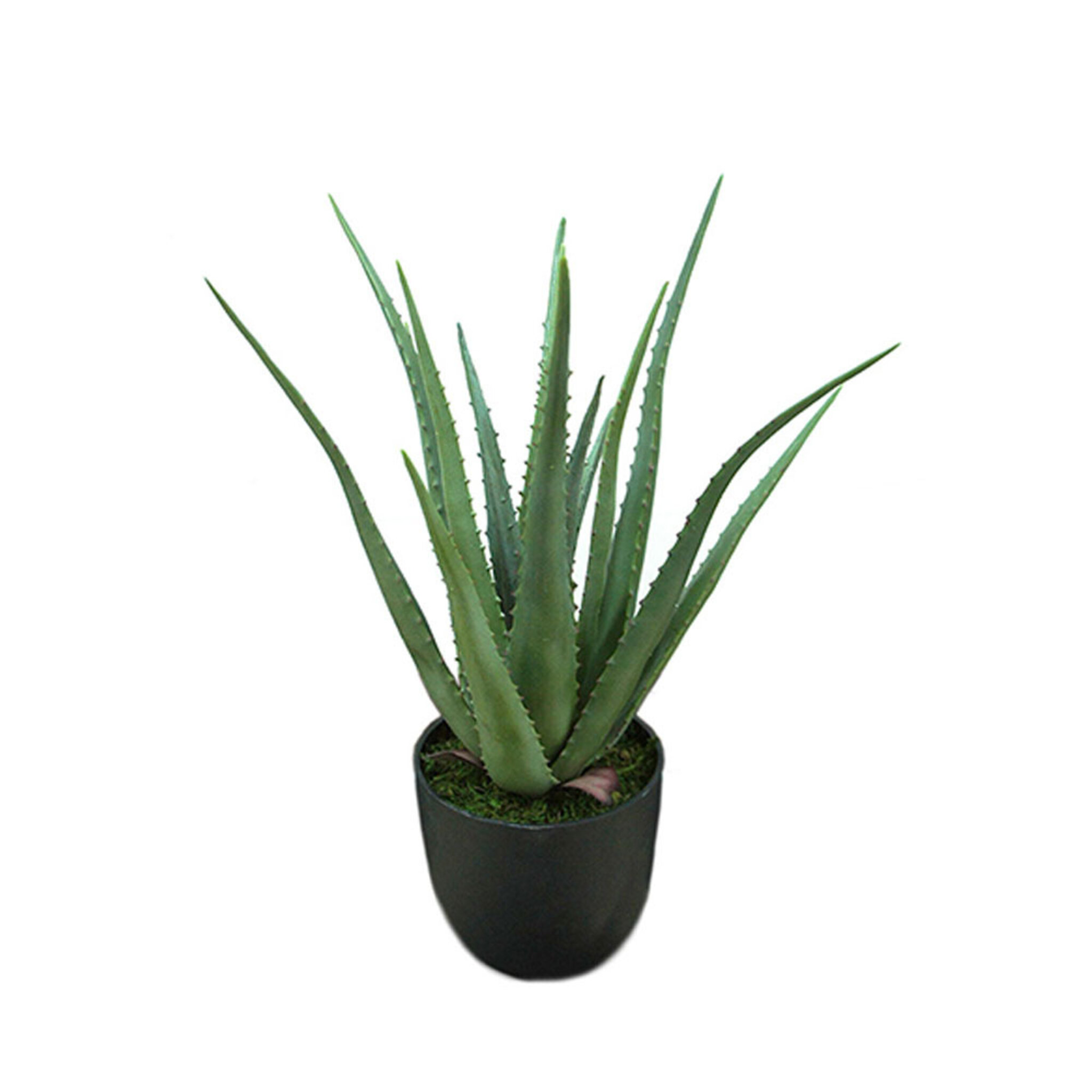 Aloe Vera Kontsväxt, 55 CM