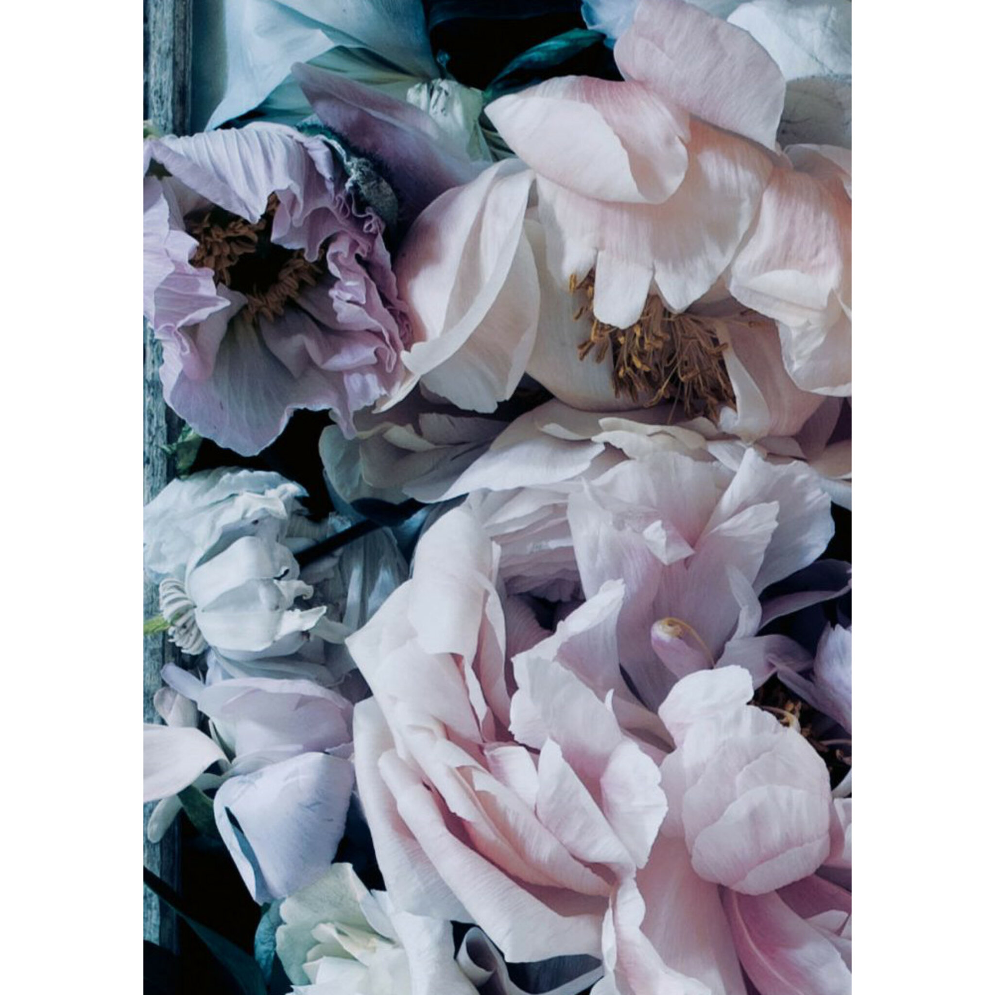 Purple Blossom Poster