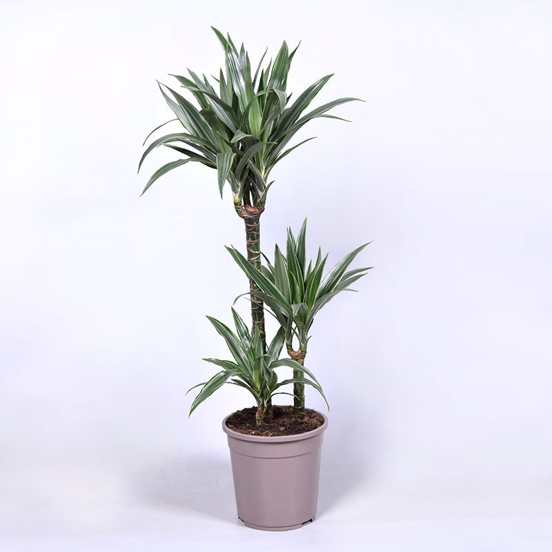 Dracena 'Warneckei', 3 stam