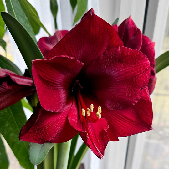Amaryllis 'Amsterdam'