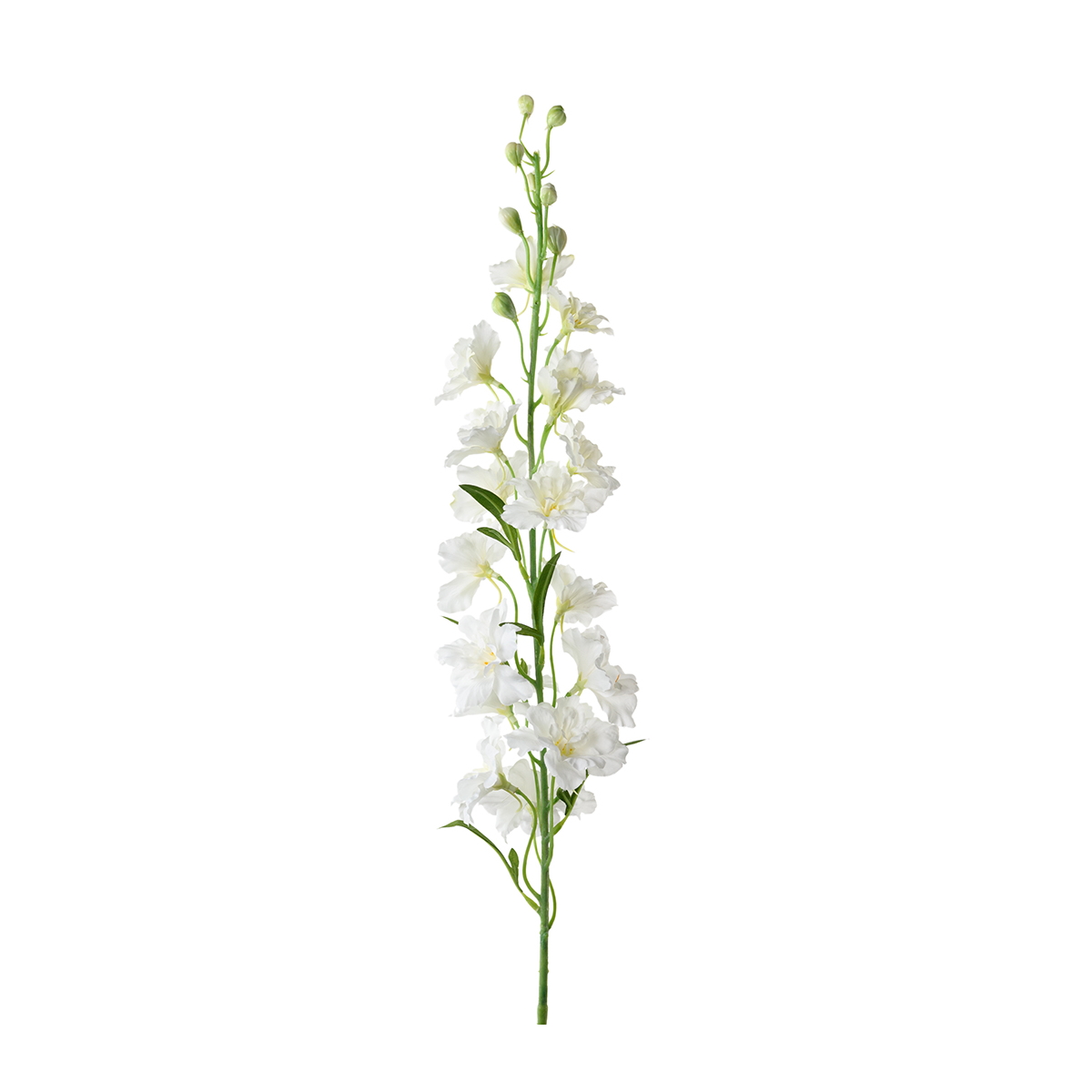 Konstväxt Riddarsporre Delphinium 90 cm vit