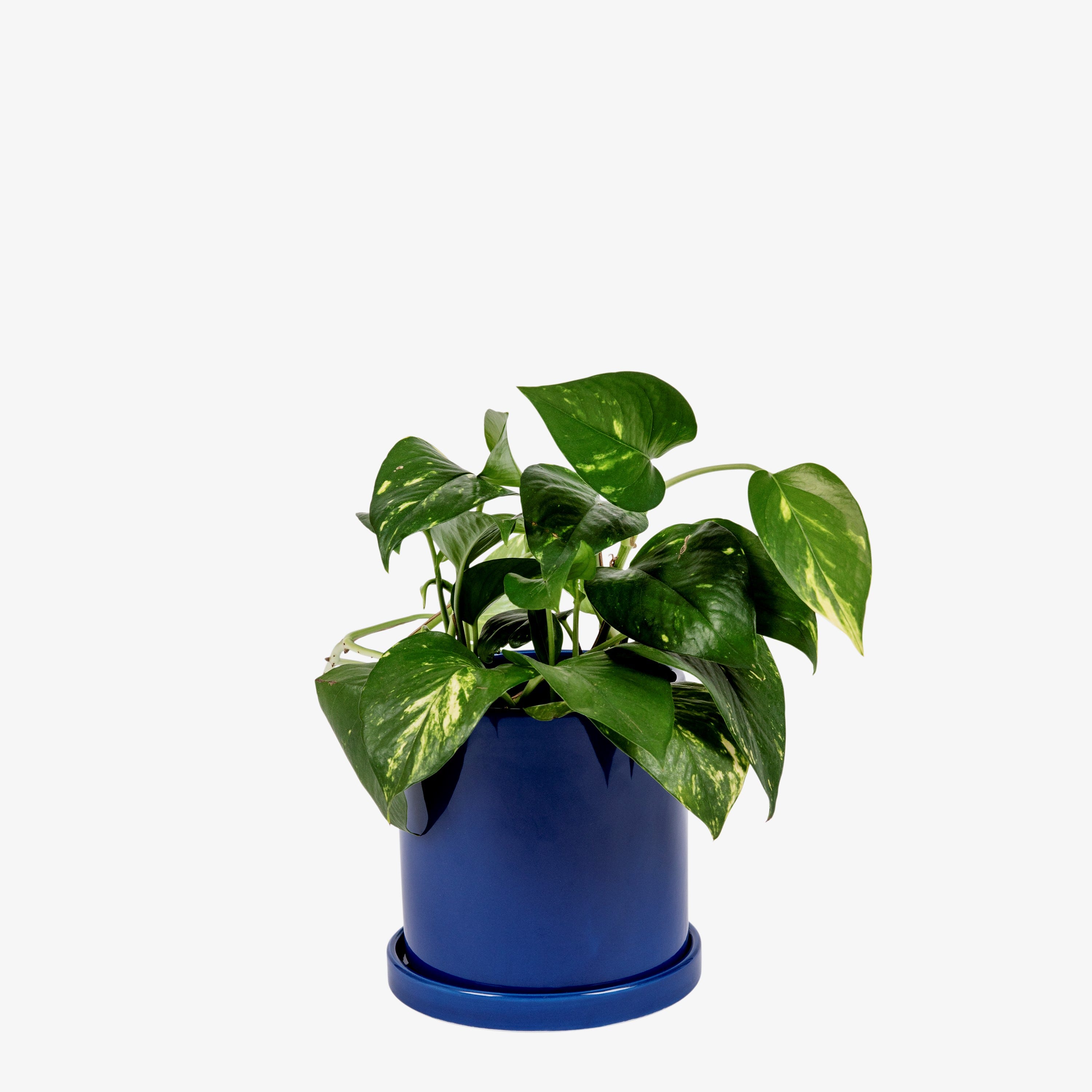 Kruka med Fat 15cm Indigo