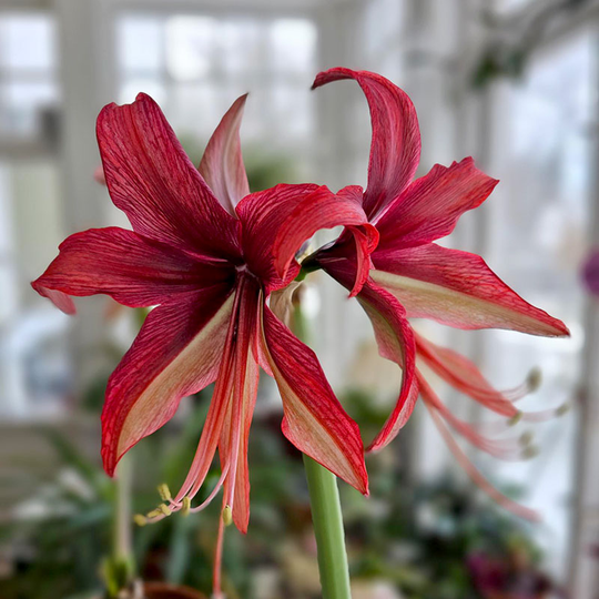 Amaryllis 'Chico'