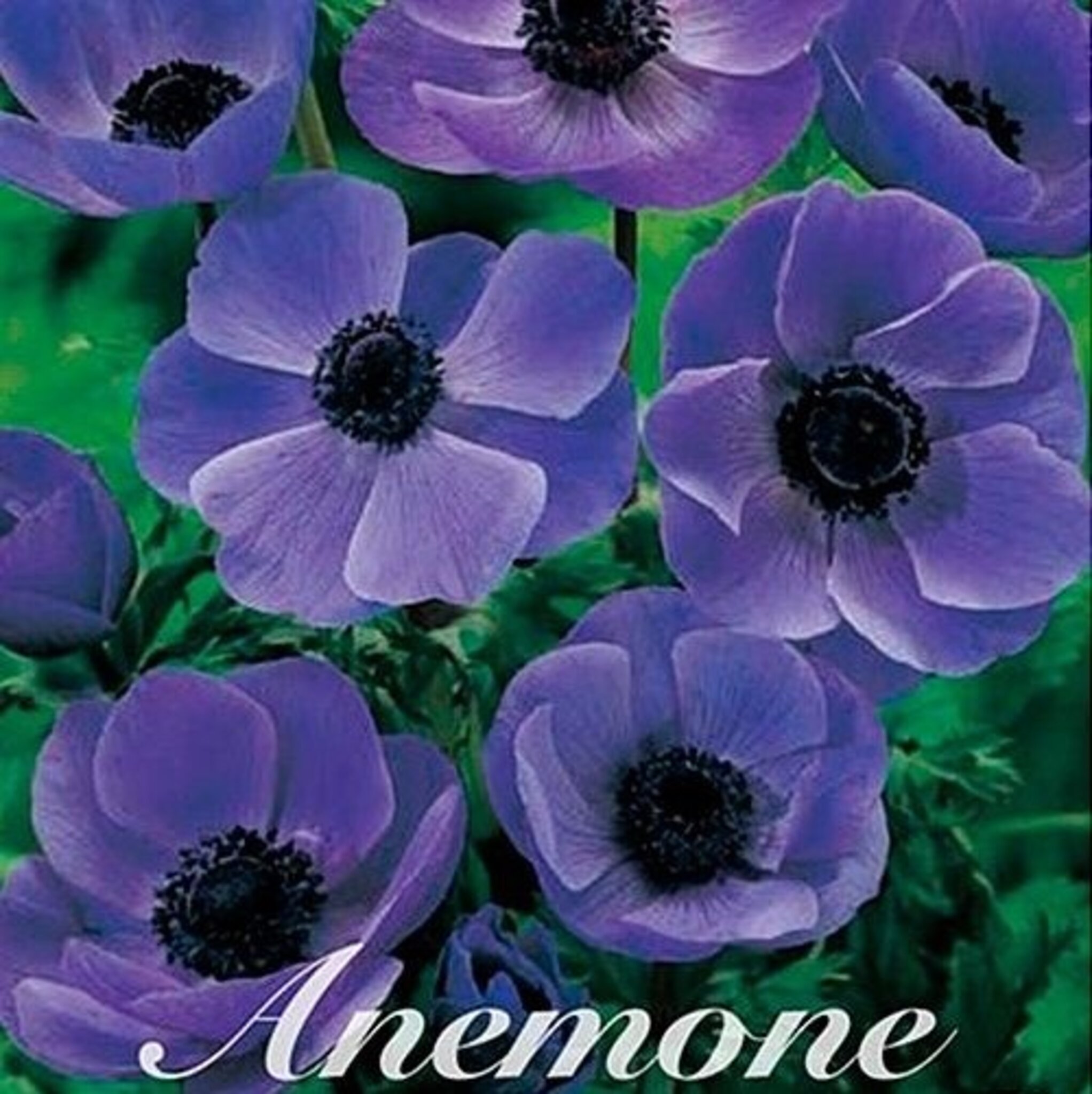 Blomsterlök Dahlia Anemone The Caen Blauw