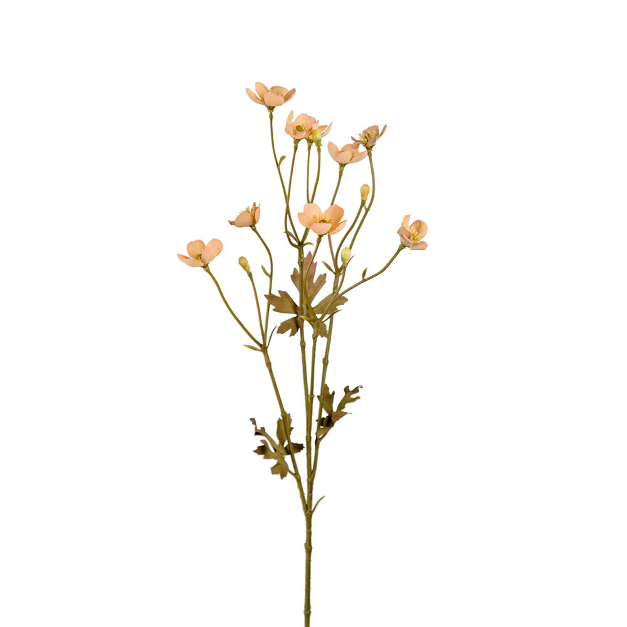 Smörblomma kosntväxt, 65