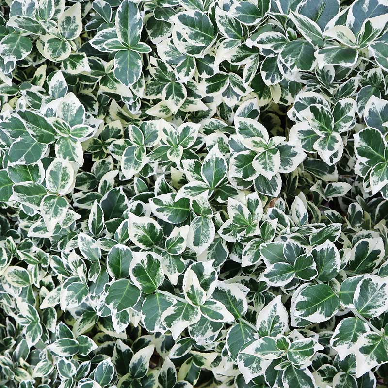 Vitbrokig klätterbenved 'Emerald Gaiety' 10-pack
