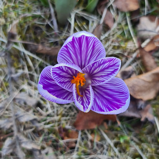 Vårkrokus 'Pickwick'