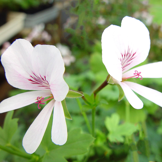 Vildpelargon P. grandiflorum