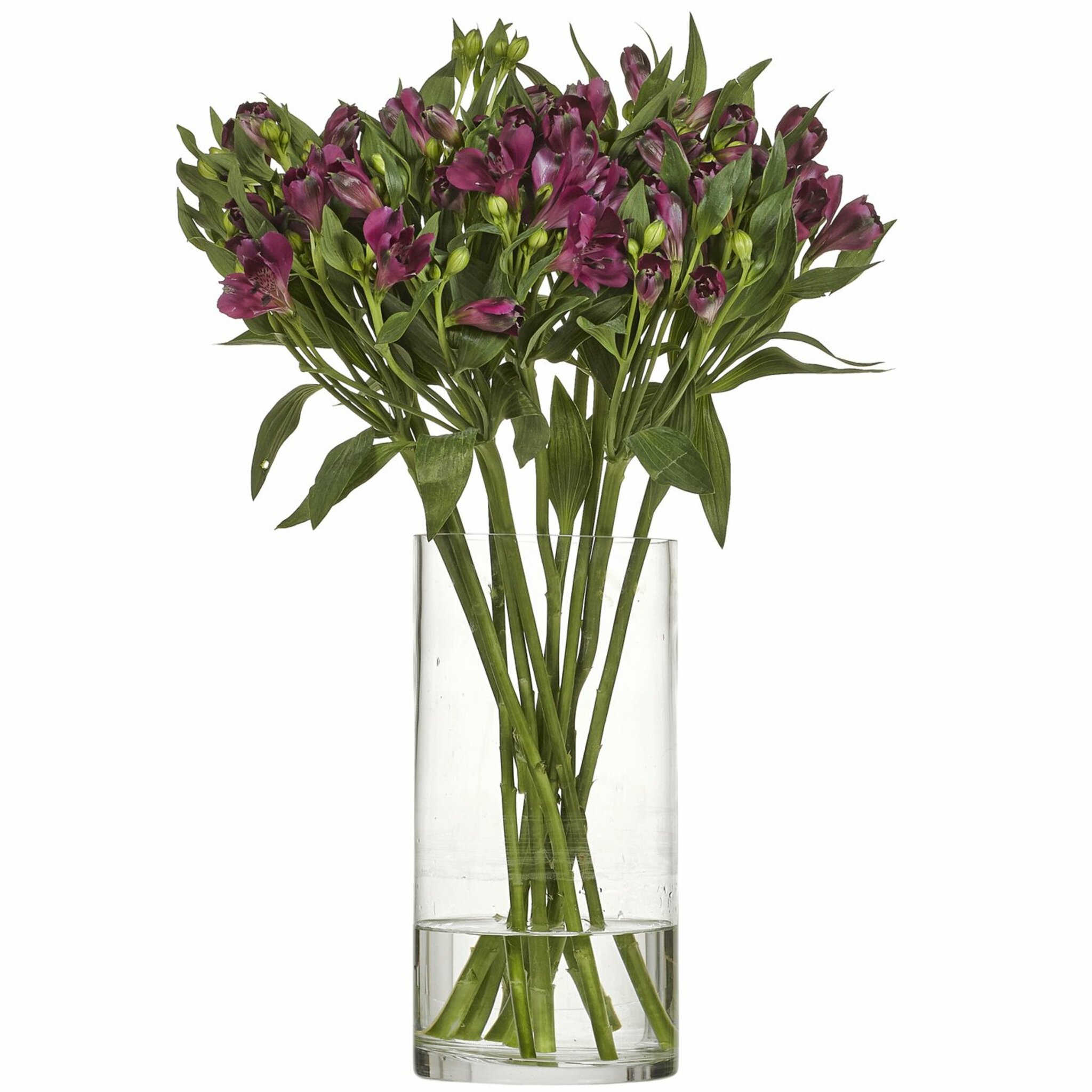 Alstroemeria