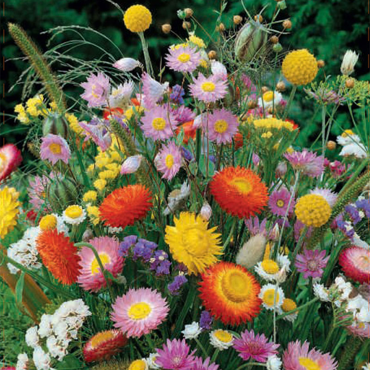 Blomstermix 'Everlasting'
