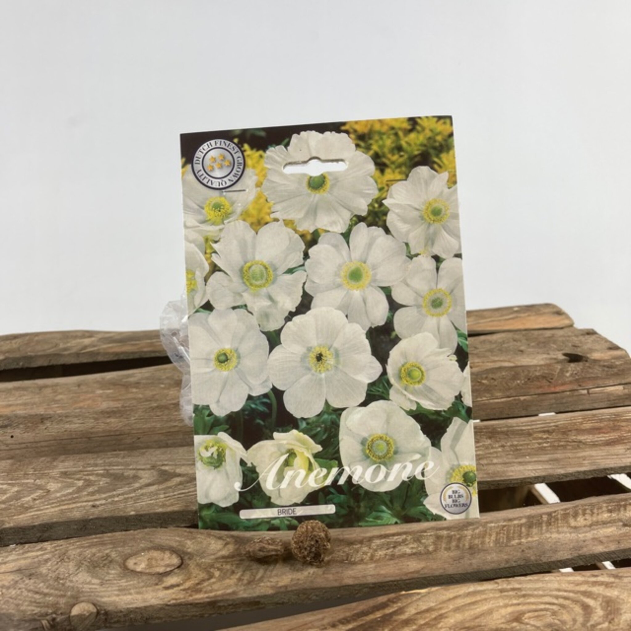 Animone Bride