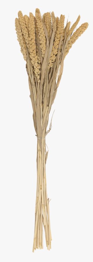 Setaria halm natur