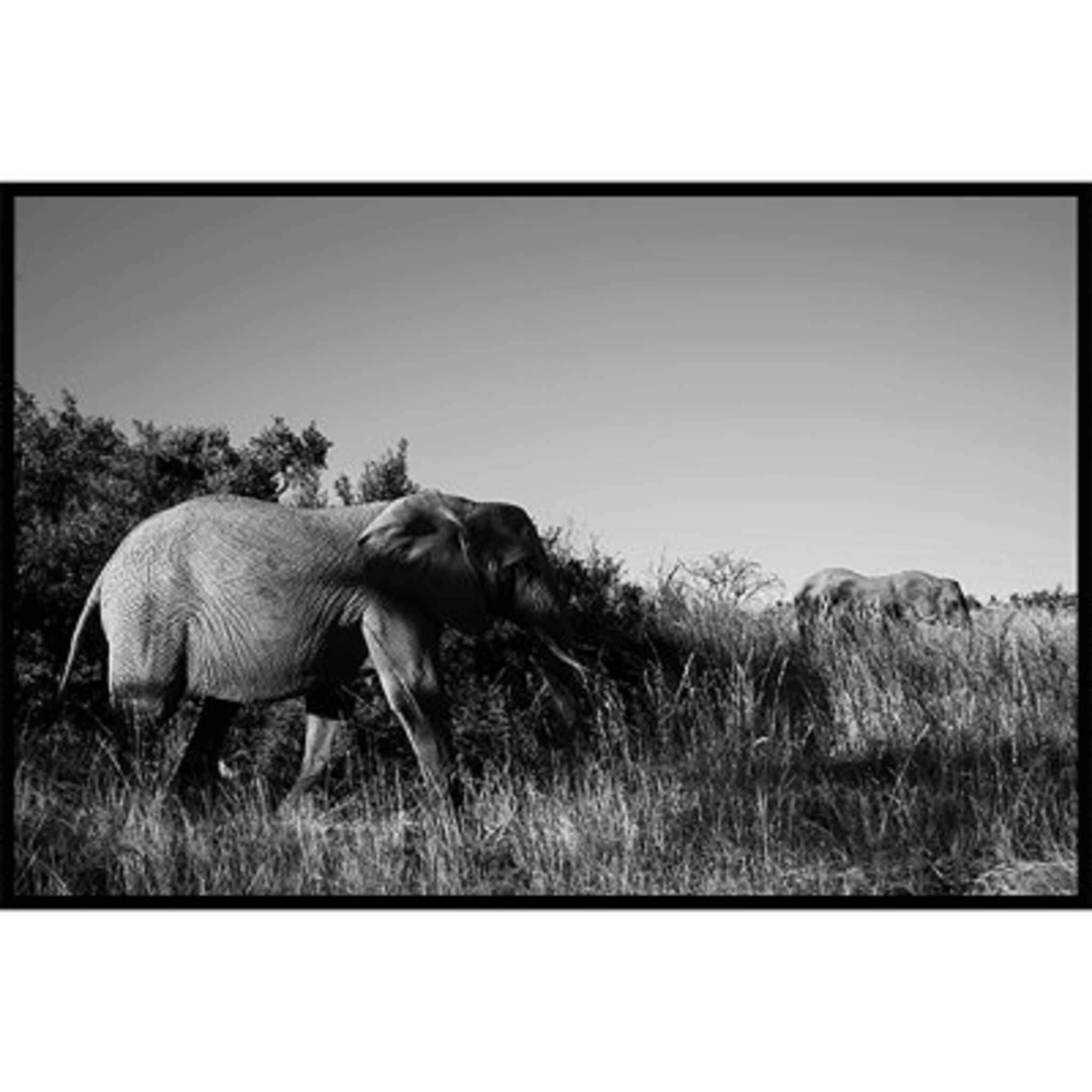 Elephant Stroll Poster
