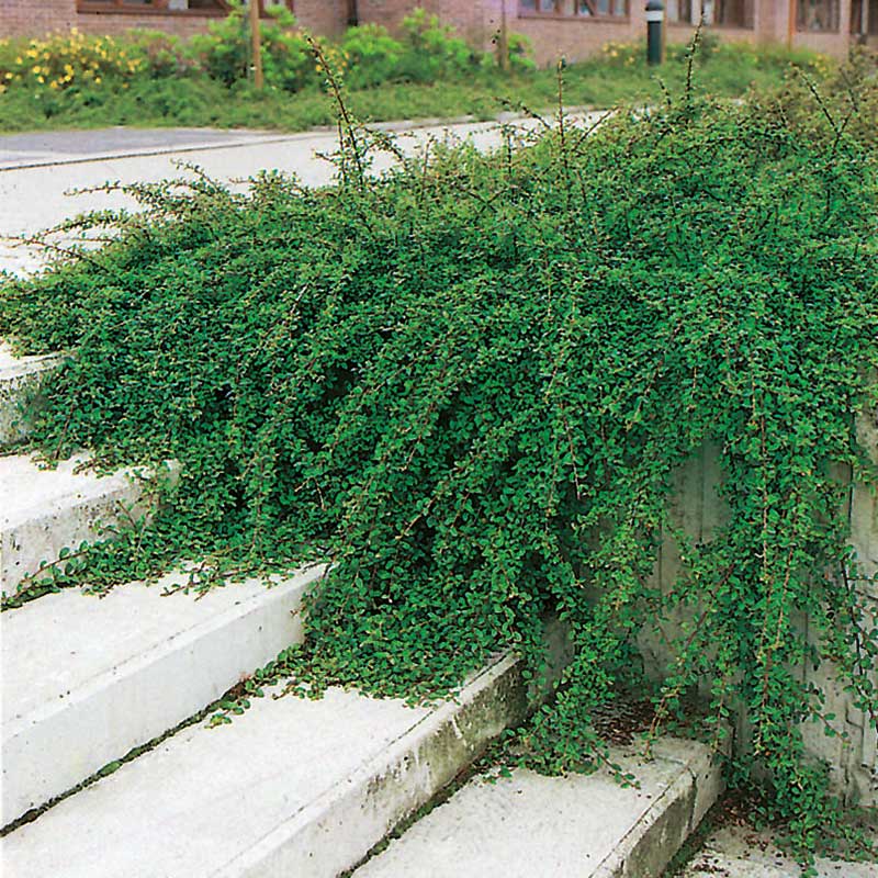 Skogholmsoxbär 10-pack