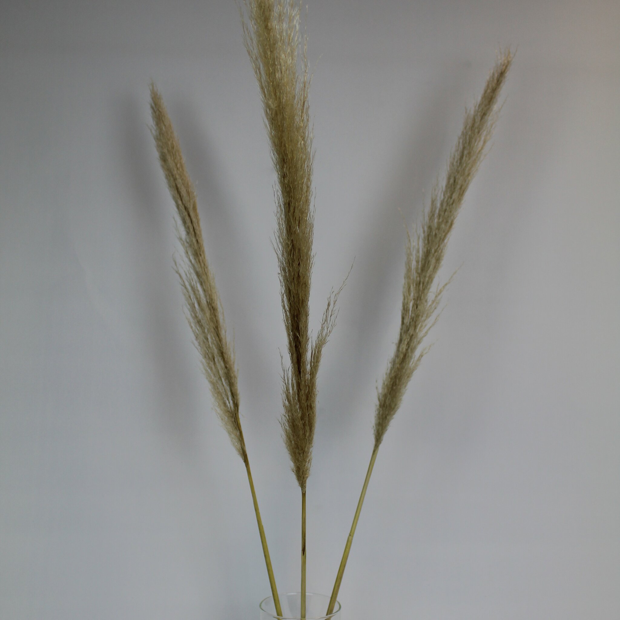 Pampas