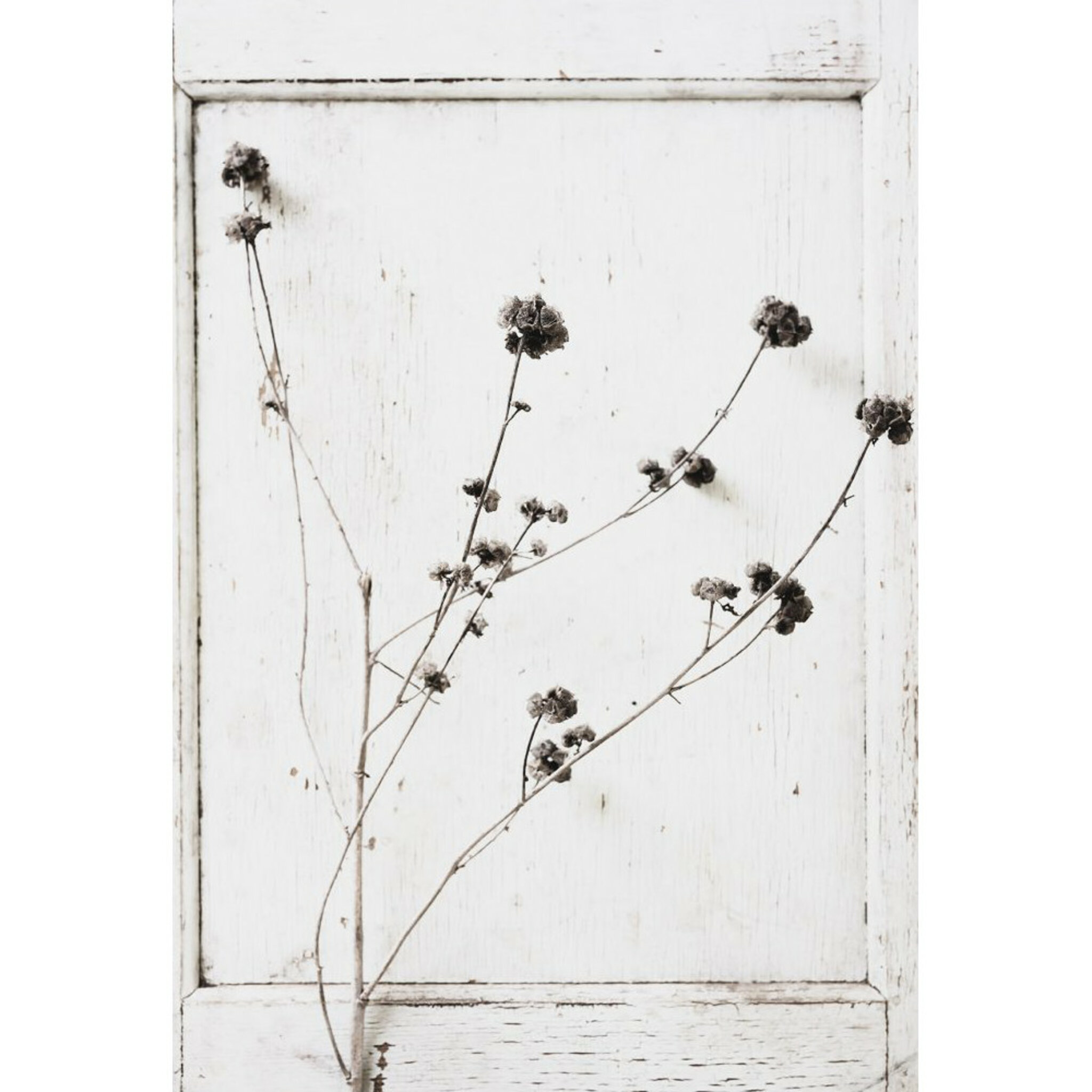 Monochrome Flowers Poster