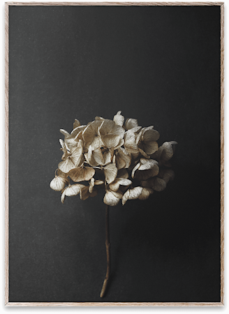 Still Life 04 Poster 50x70 cm