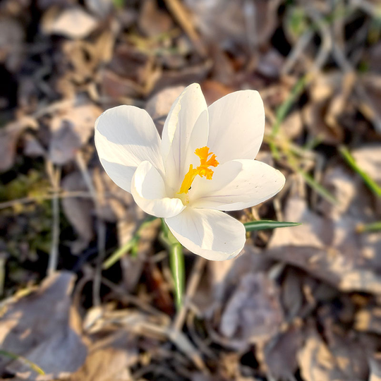 Vårkrokus 'Jeanne d’Arc'