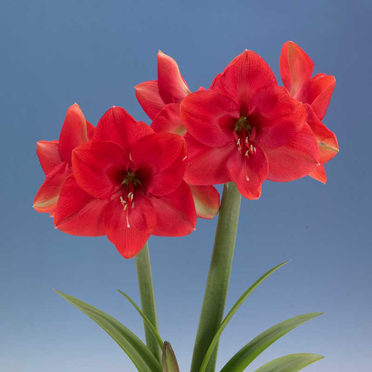 Amaryllis 'Lagoon'
