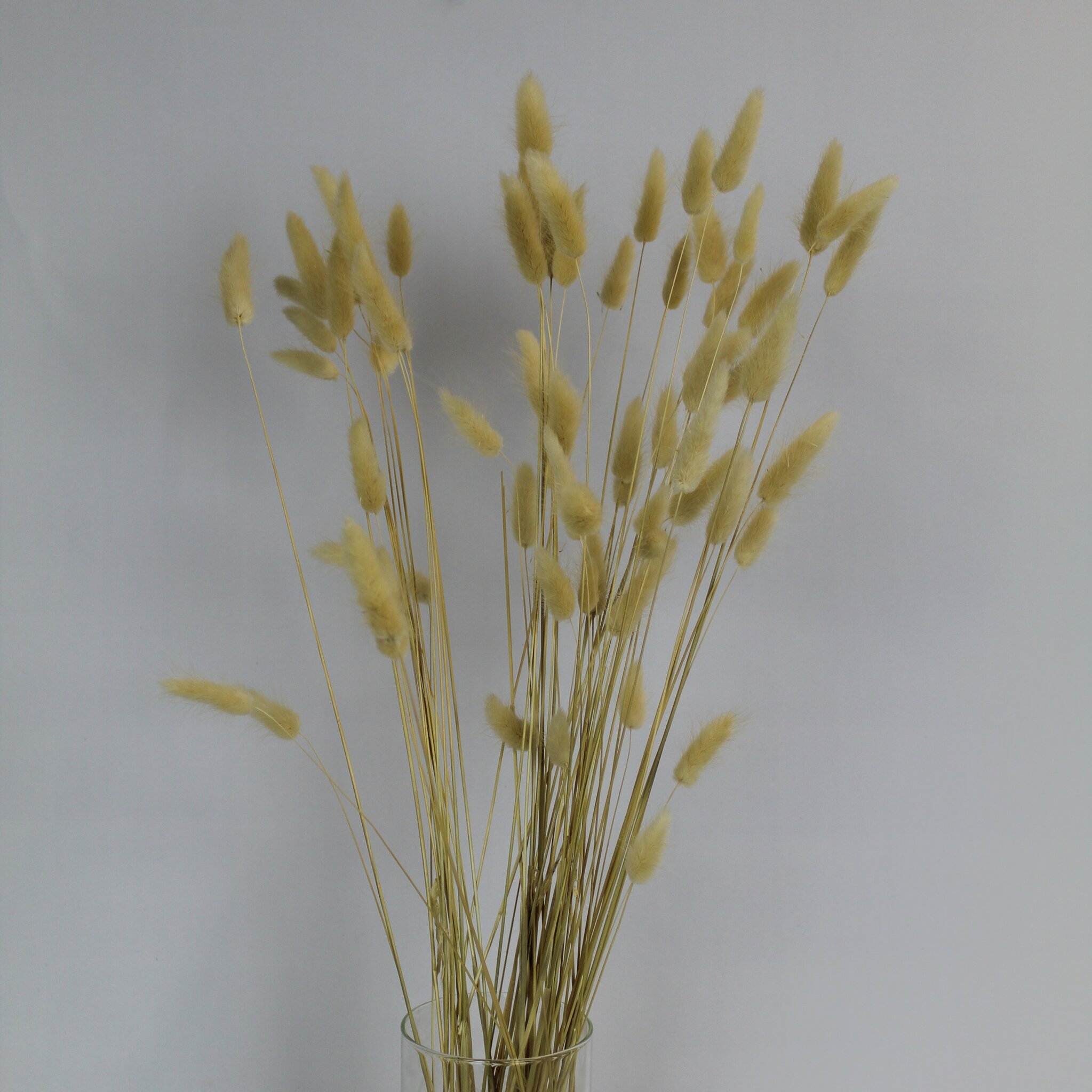 Lagurus Naturell
