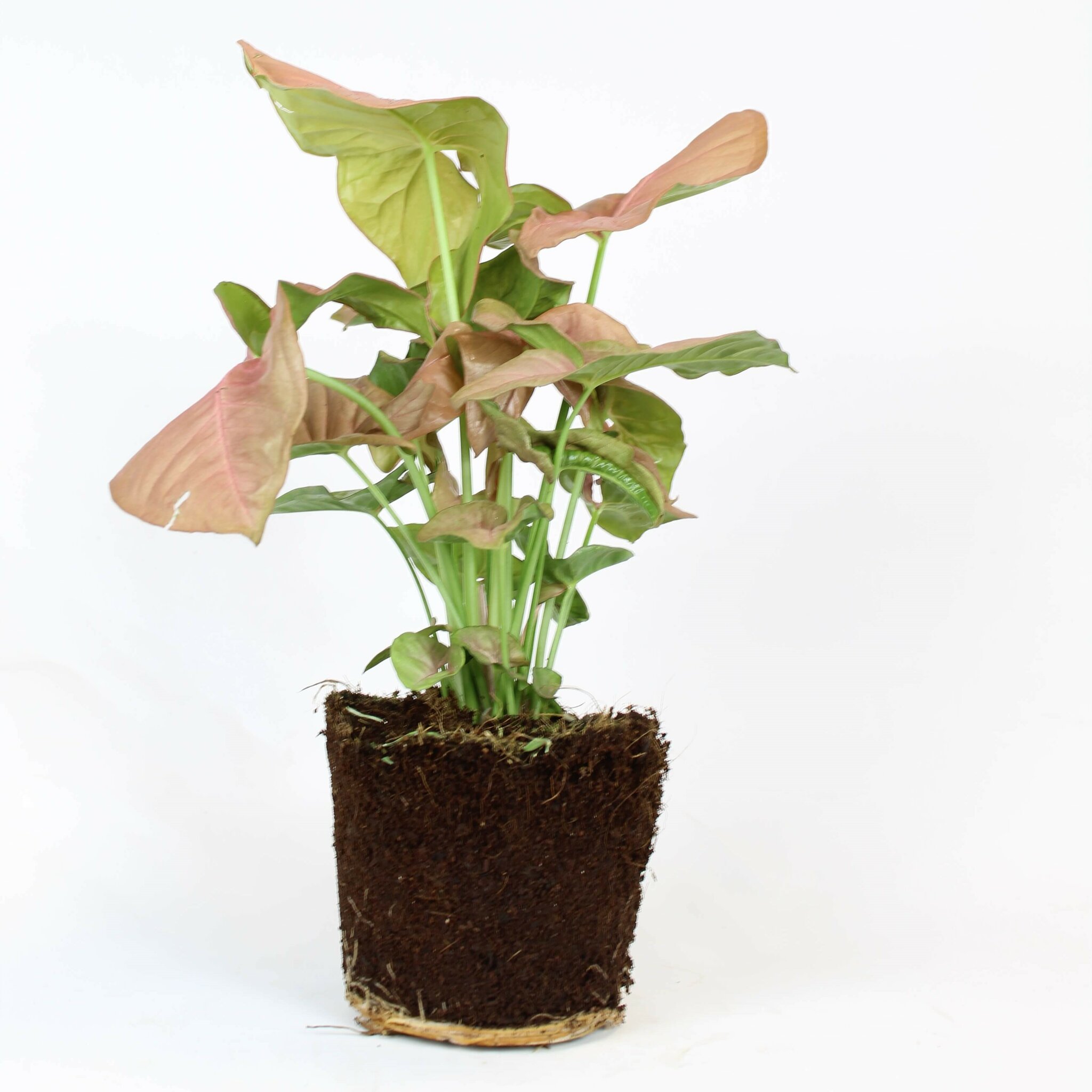 Syngonium Red Heart