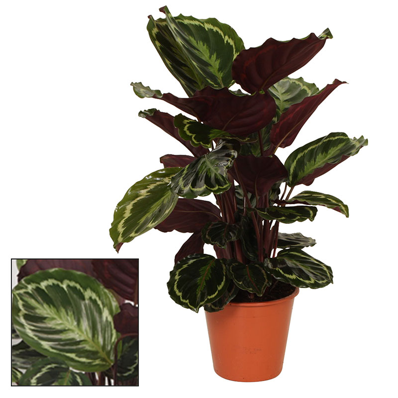 Kalatea 'Medallion'