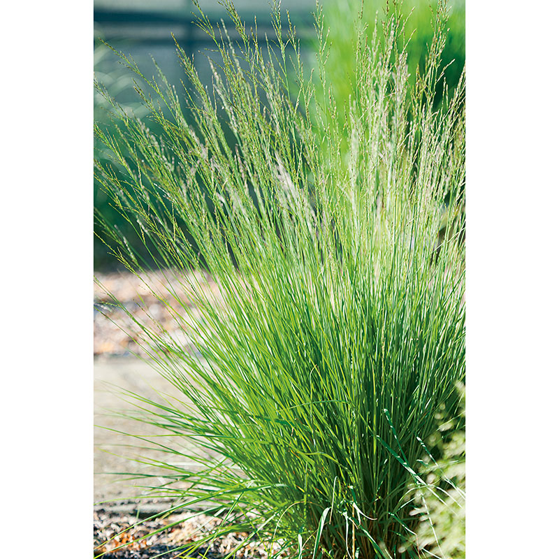Blåtåtel 'Edith Dudszus', 2L