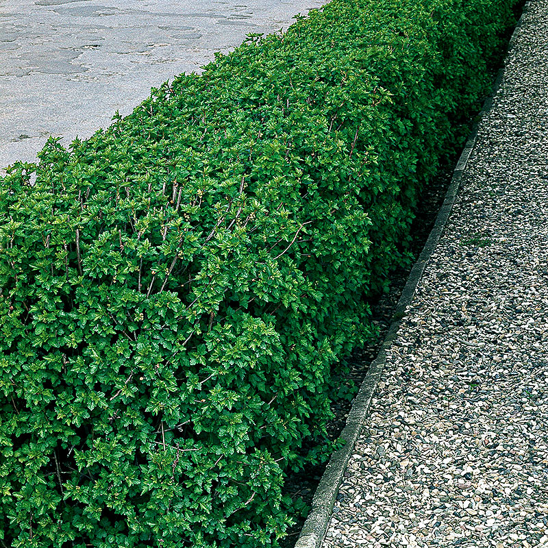 Måbär 40-60 cm, 10-pack