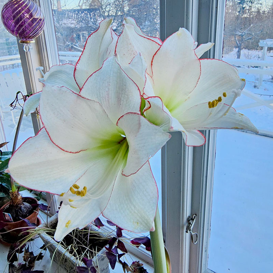 Amaryllis 'Picotee'