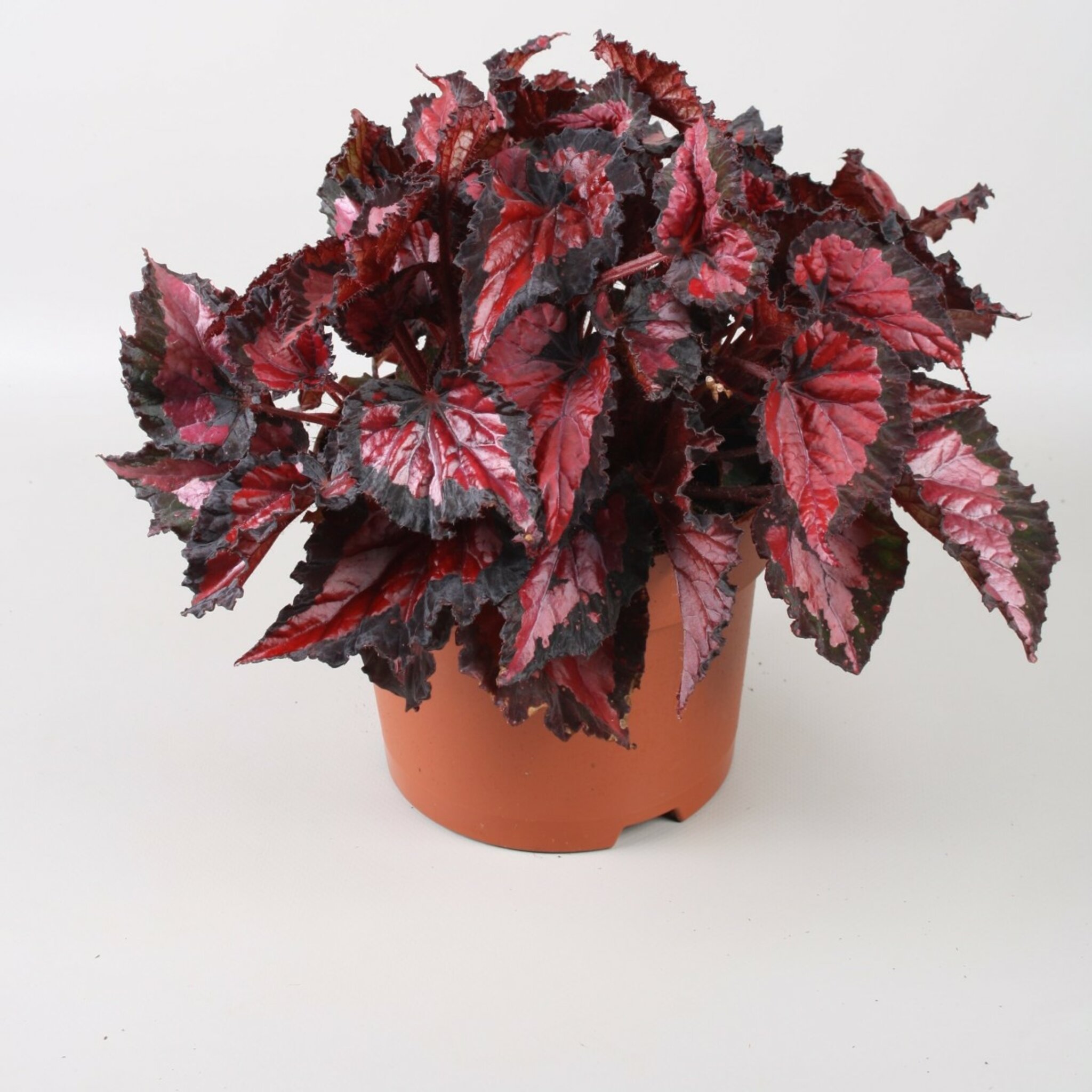Begonia Blad Inca Night