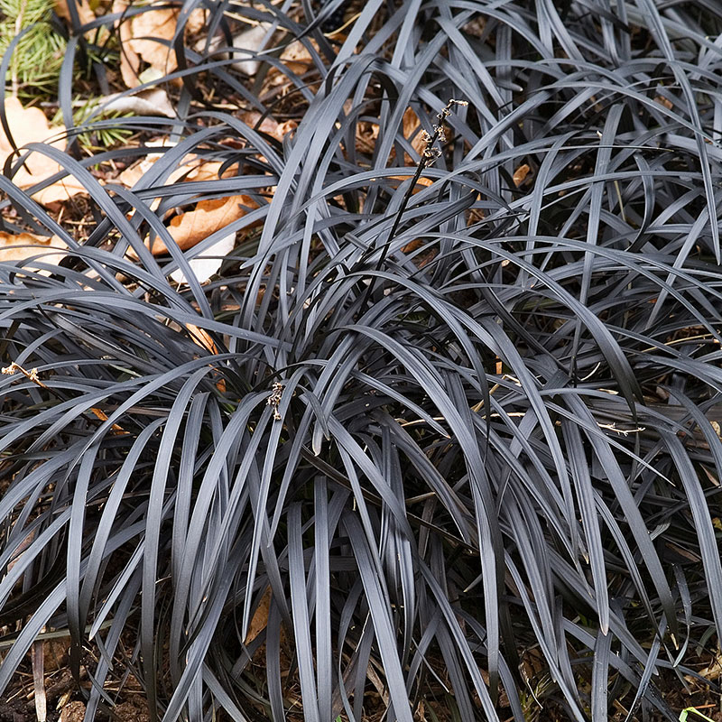 Mörkt ormskägg 'Niger', 2L