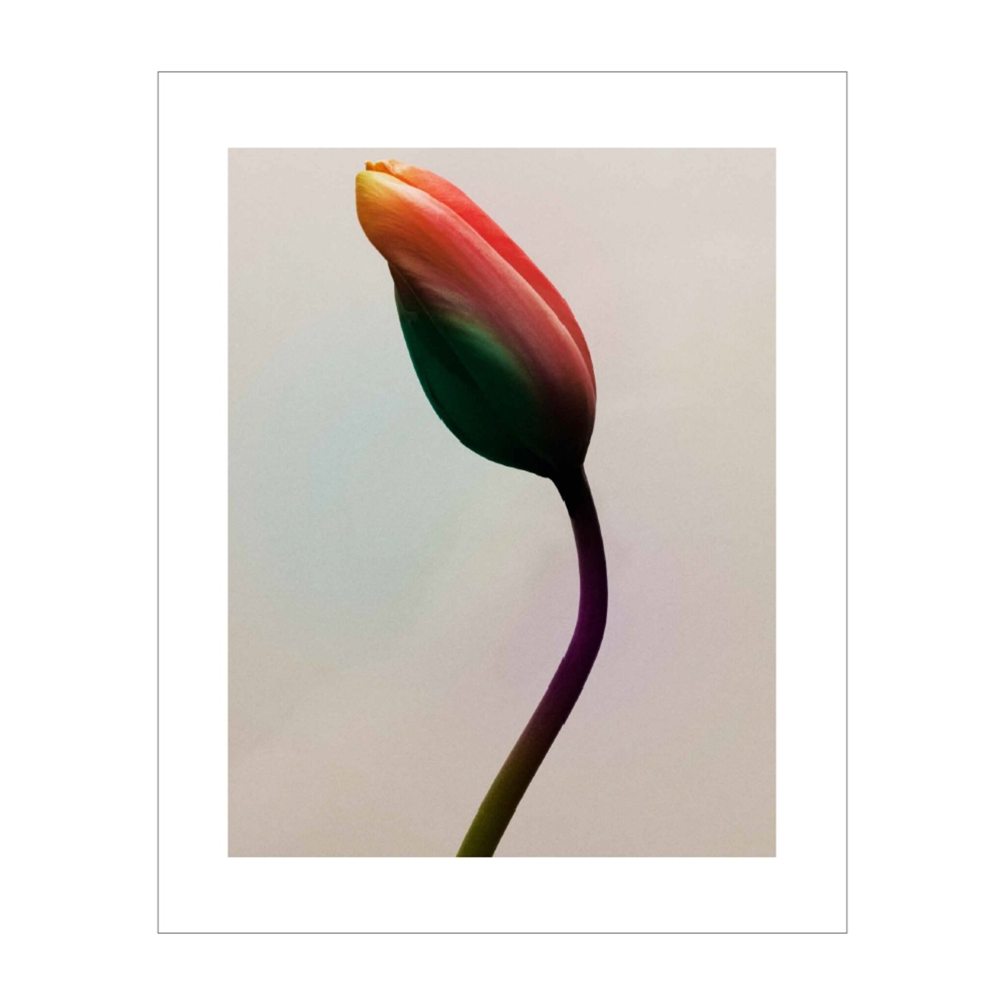 Flowers #4