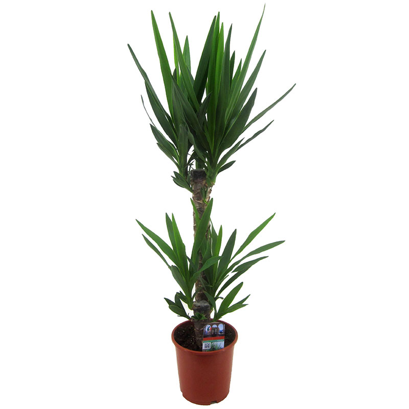 Jättepalmlilja, yuccapalm, 2 stam, 80 cm