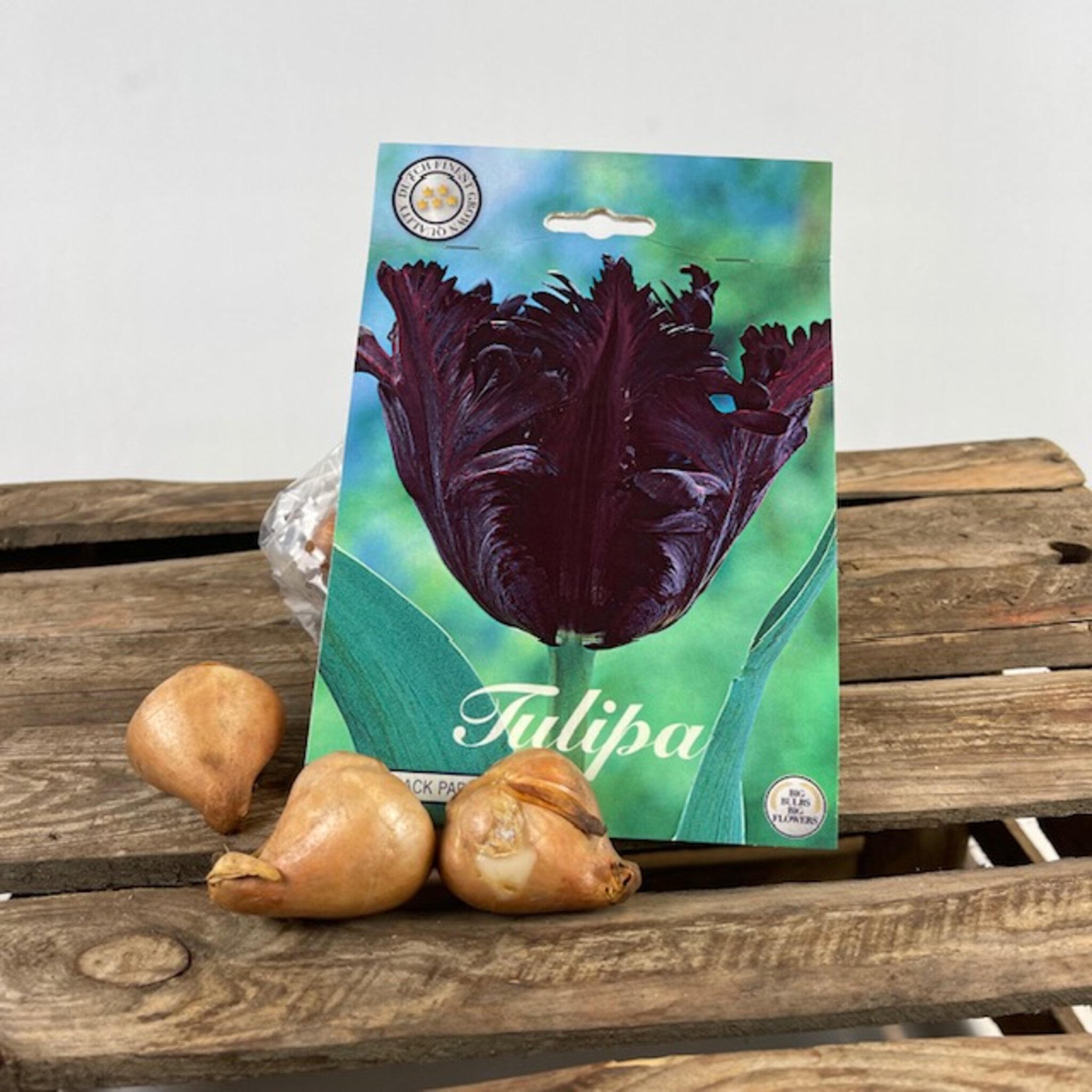 Tulpanlök Black Parrot