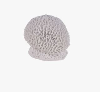 Massive coral dekoration vit