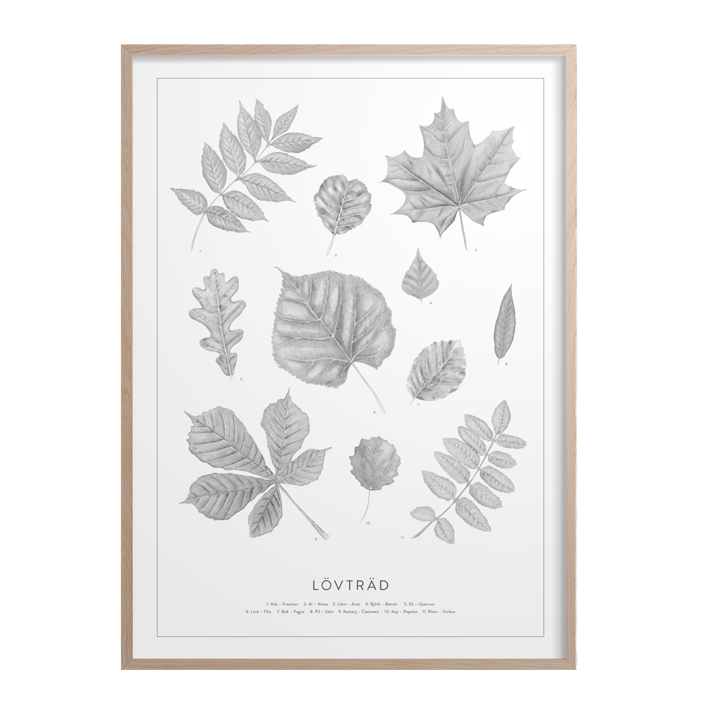 Kunskapstavlan - Poster 30x40 cm Lövträd