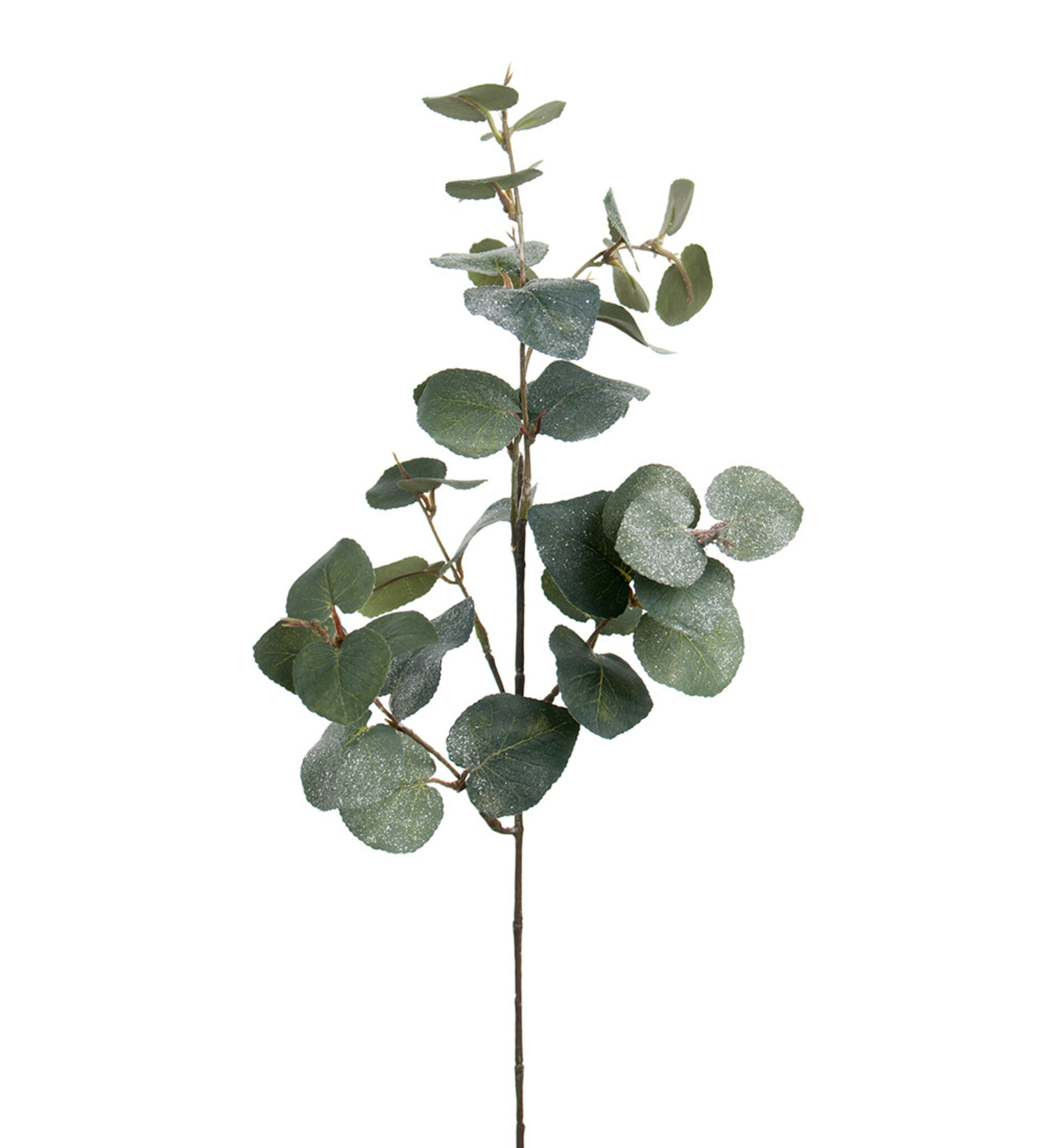 Eucalyptus med is 70 cm, 70