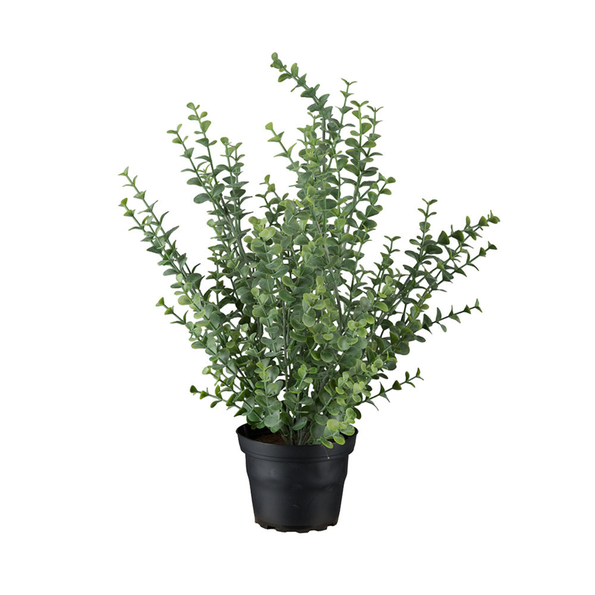 Konstväxt Eucalyptus