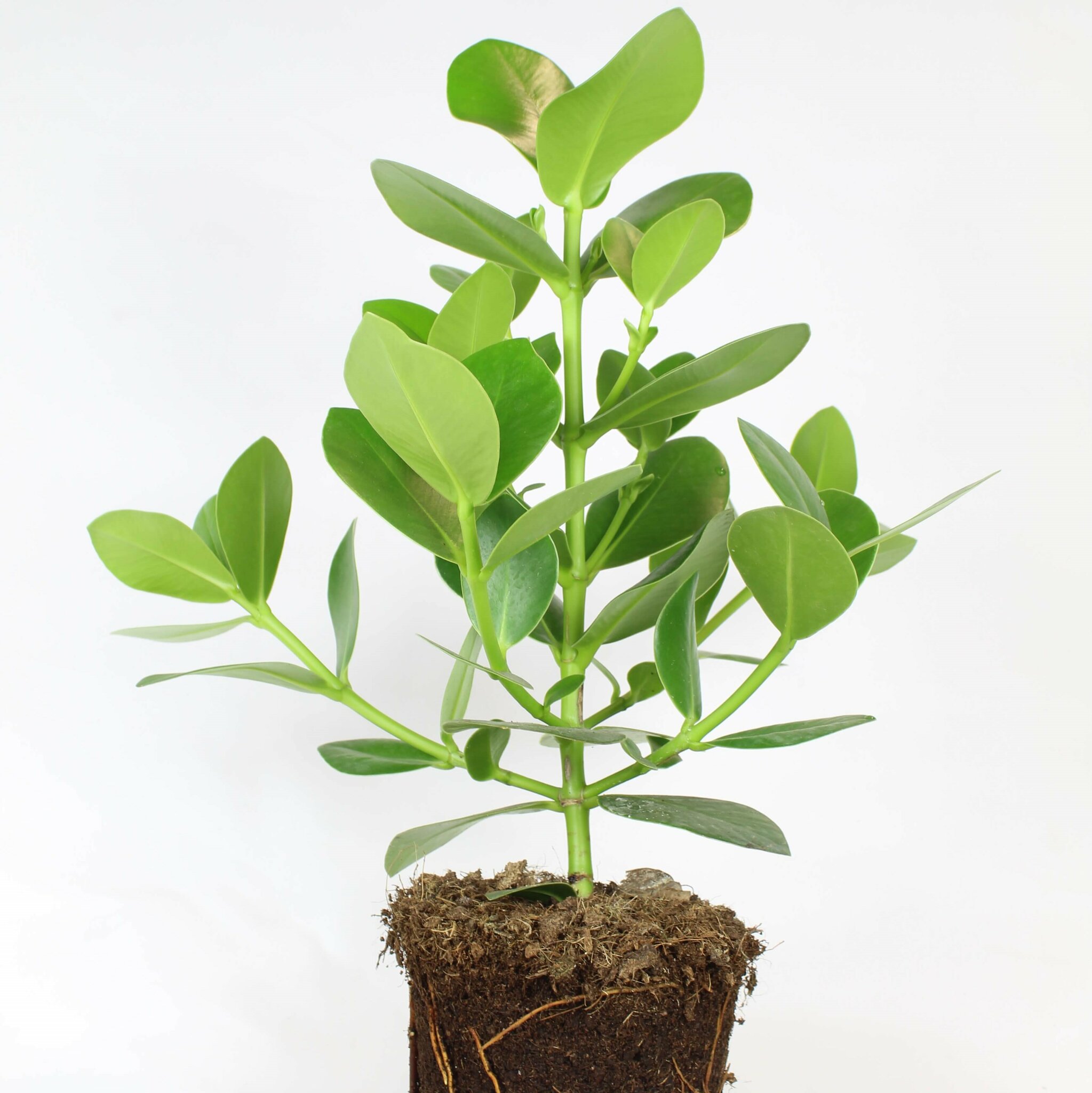 Narrfikus, Clusia Rosea Princess 50 Cm